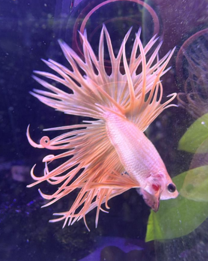Betta tipo Crowntail naranja con rayos extendidos en la cola, estilo salvaje