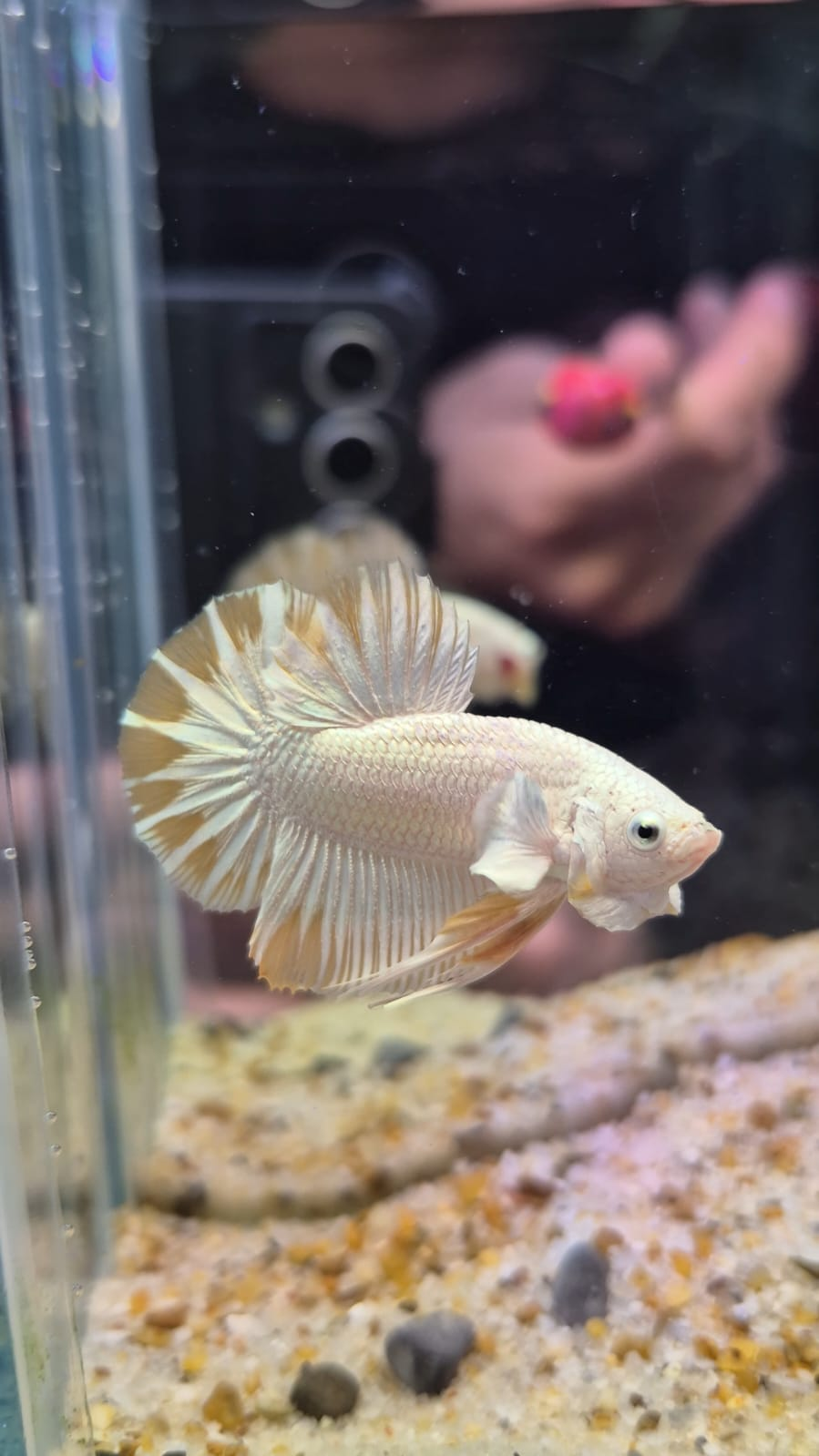 Betta Plakat dorado de aletas cortas, cuerpo robusto, color crema