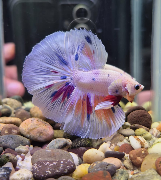 Betta Hulk de talla grande, ejemplar koi lavanda con manchas multicolor
