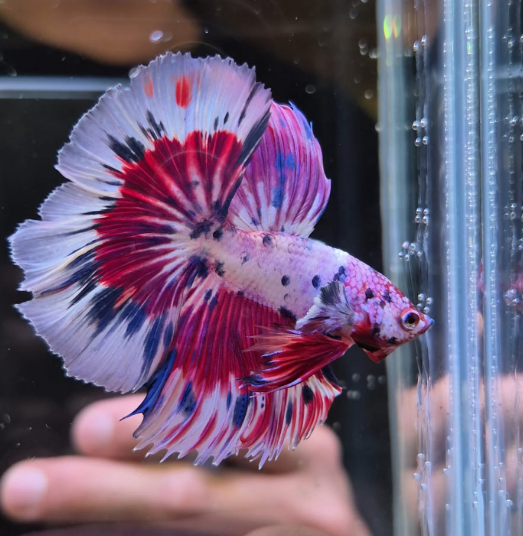 Betta Halfmoon koi galaxy rojo blanco, aletas completamente extendidas en 180 grados