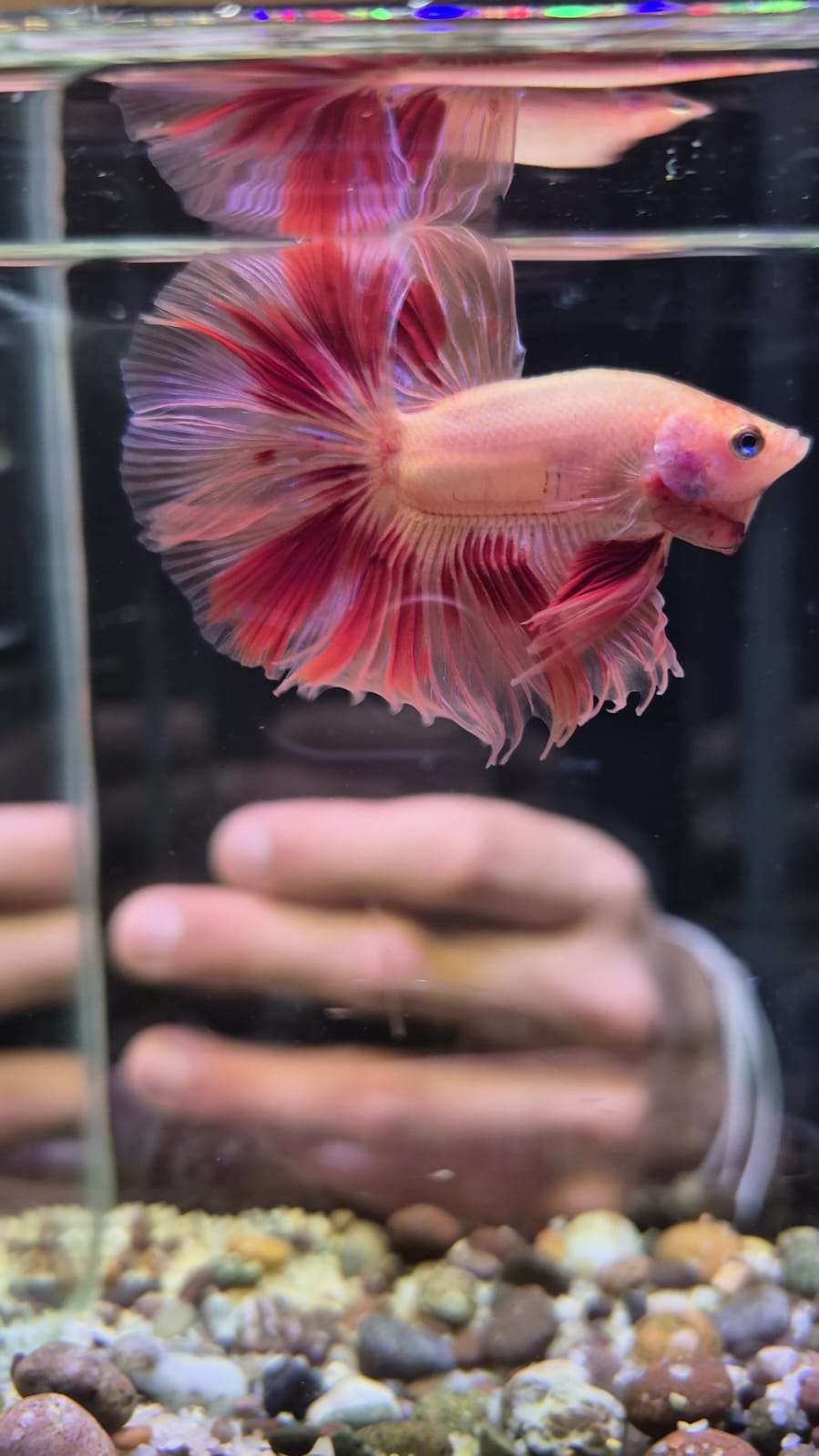 Betta Cola de Velo rosa con aletas largas y fluidas tipo velo
