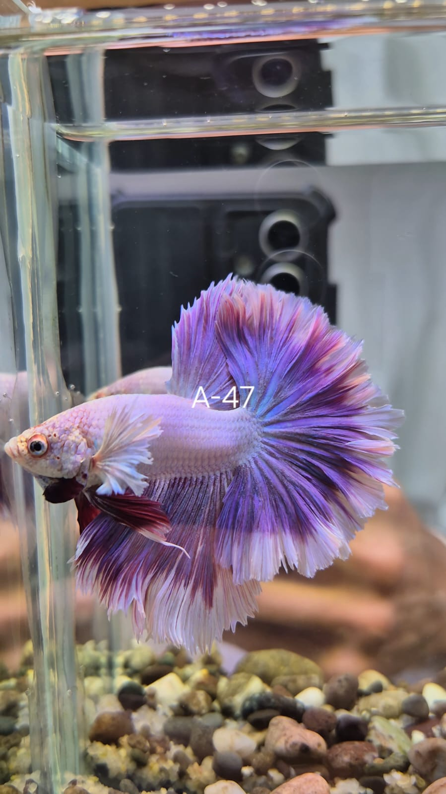 Pez Betta Halfmoon violeta A-47, ejemplar de competencia importado de Asia